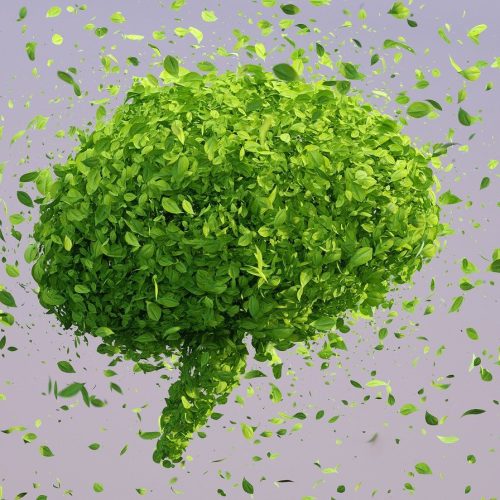 img-brain-5591475_1280